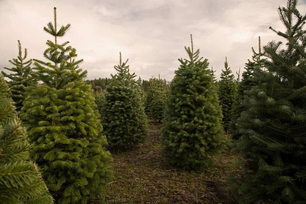 Balsam Fir Tree Seeds 100 Pack for Planting - Abies Balsamea - Eco-Friendly Christmas Tree Seeds for Holiday Decor