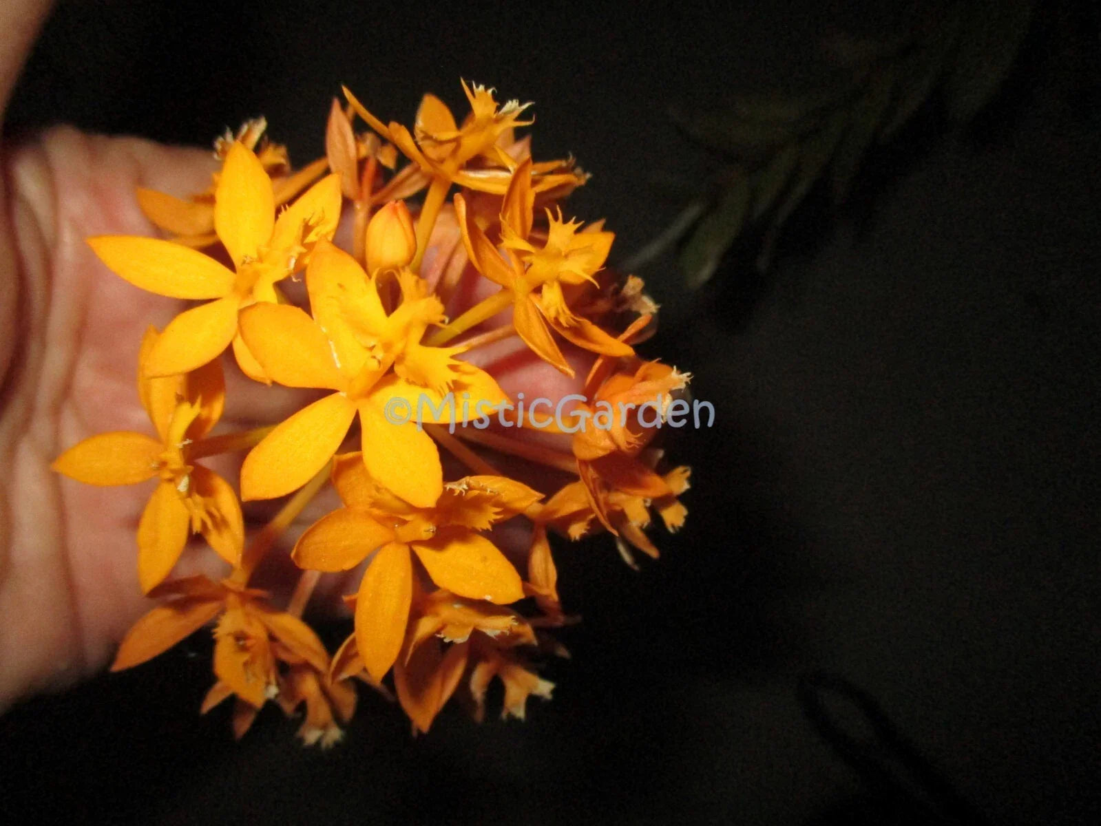 Epidendrum Orchid Cuttings - Dark Yellow - 2 Healthy Cuttings - Epidendrum spp. - Perfect for Home or Garden Decor