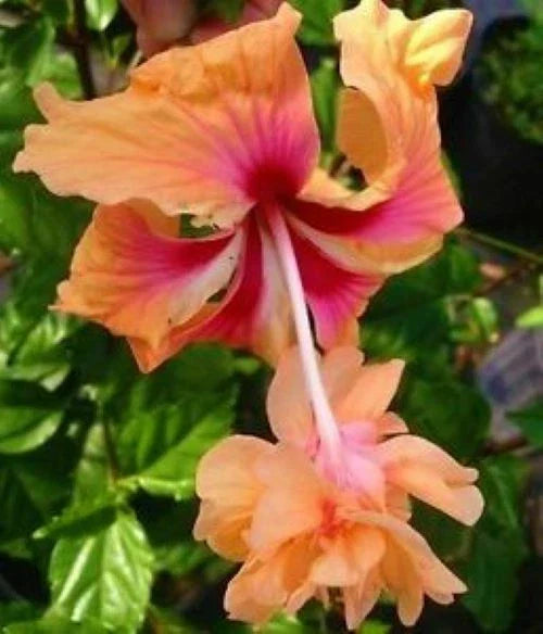 Peach Lion's Tail Tropical Hibiscus Plant - Pom Pom Poodle - Well-Rooted - Hibiscus rosa-sinensis - Ideal for Gardens and Landscapes