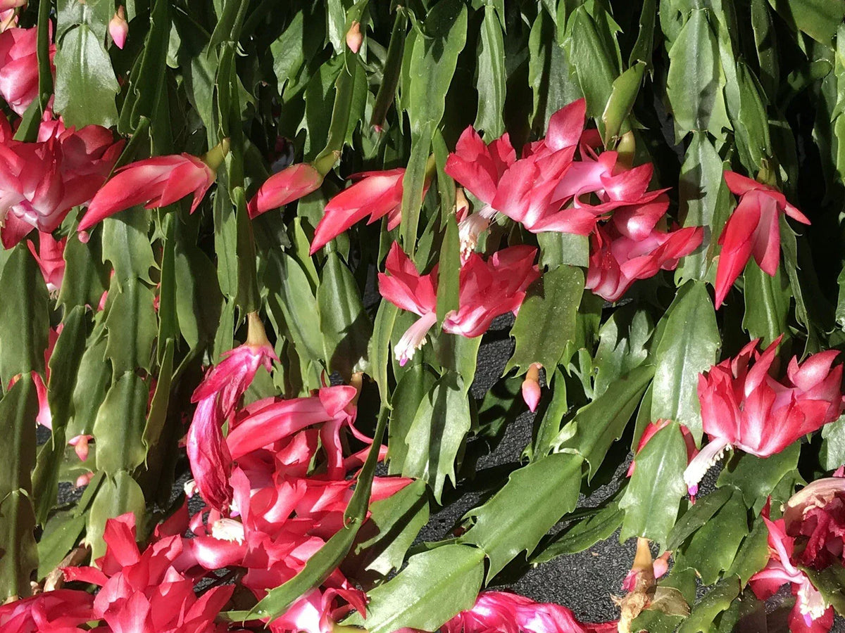 Christmas Cactus Cuttings - 6 Fresh Segments, Old Fashion Variety, Schlumbergera Buckleyi