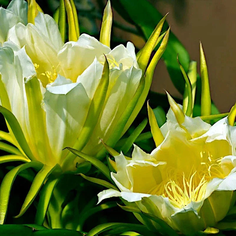 White Dragon Fruit Seeds - 10 Pack - Hylocereus undatus - Tropical Cactus Vine for Gardening & Fruit Production