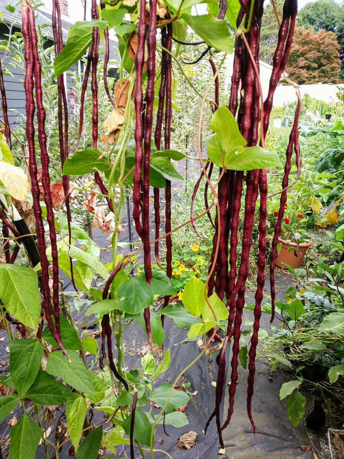 Red Yard Long Bean Seeds, NON-GMO, Chinese Red Noodle, Vigna unguiculata subsp. sesquipedalis, Extra Long Pods