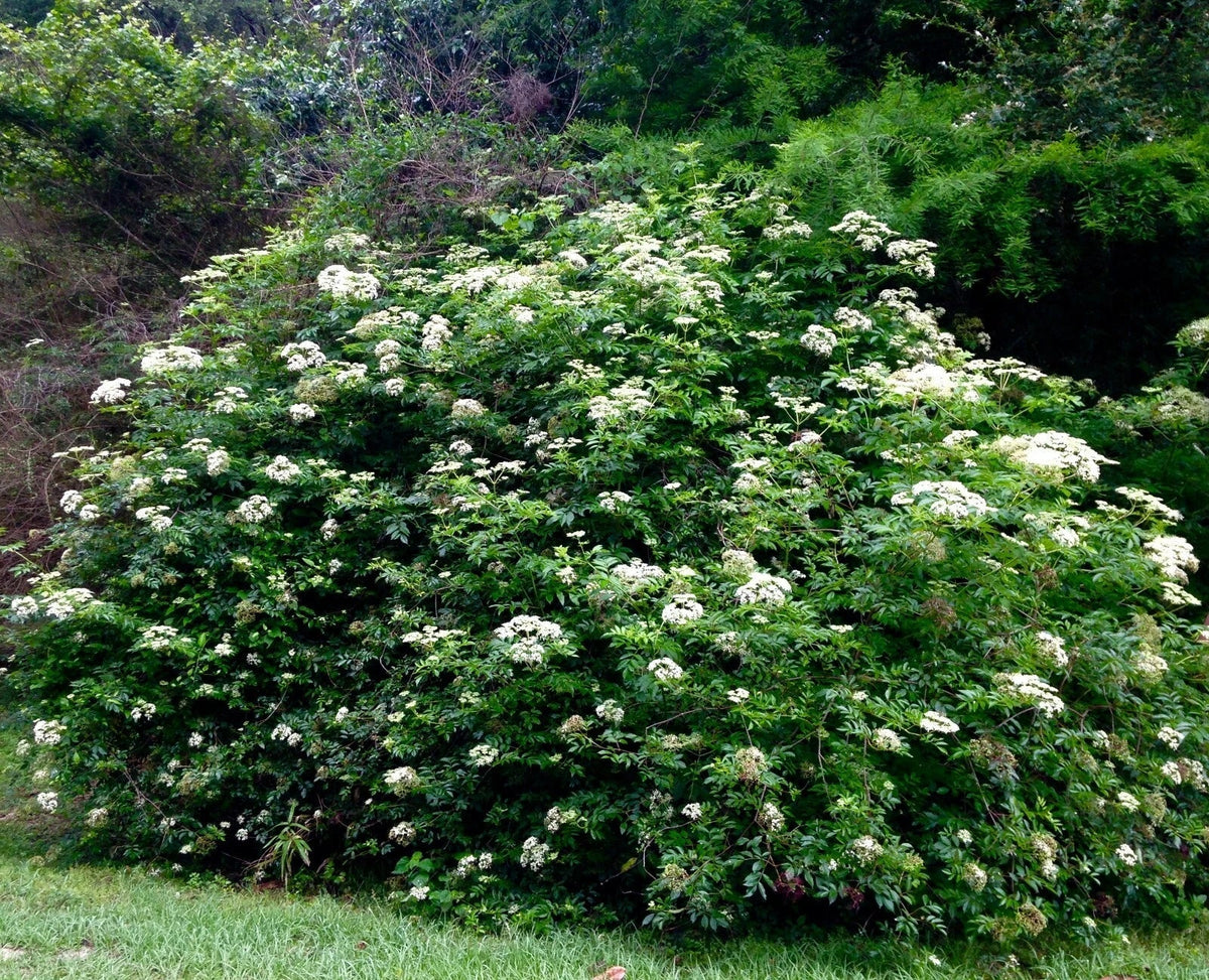 Elderberry Cuttings Set of 10 Unrooted 6-12 Inches Sambucus nigra Organic Garden Plant Cuttings for Propagation and Landscaping