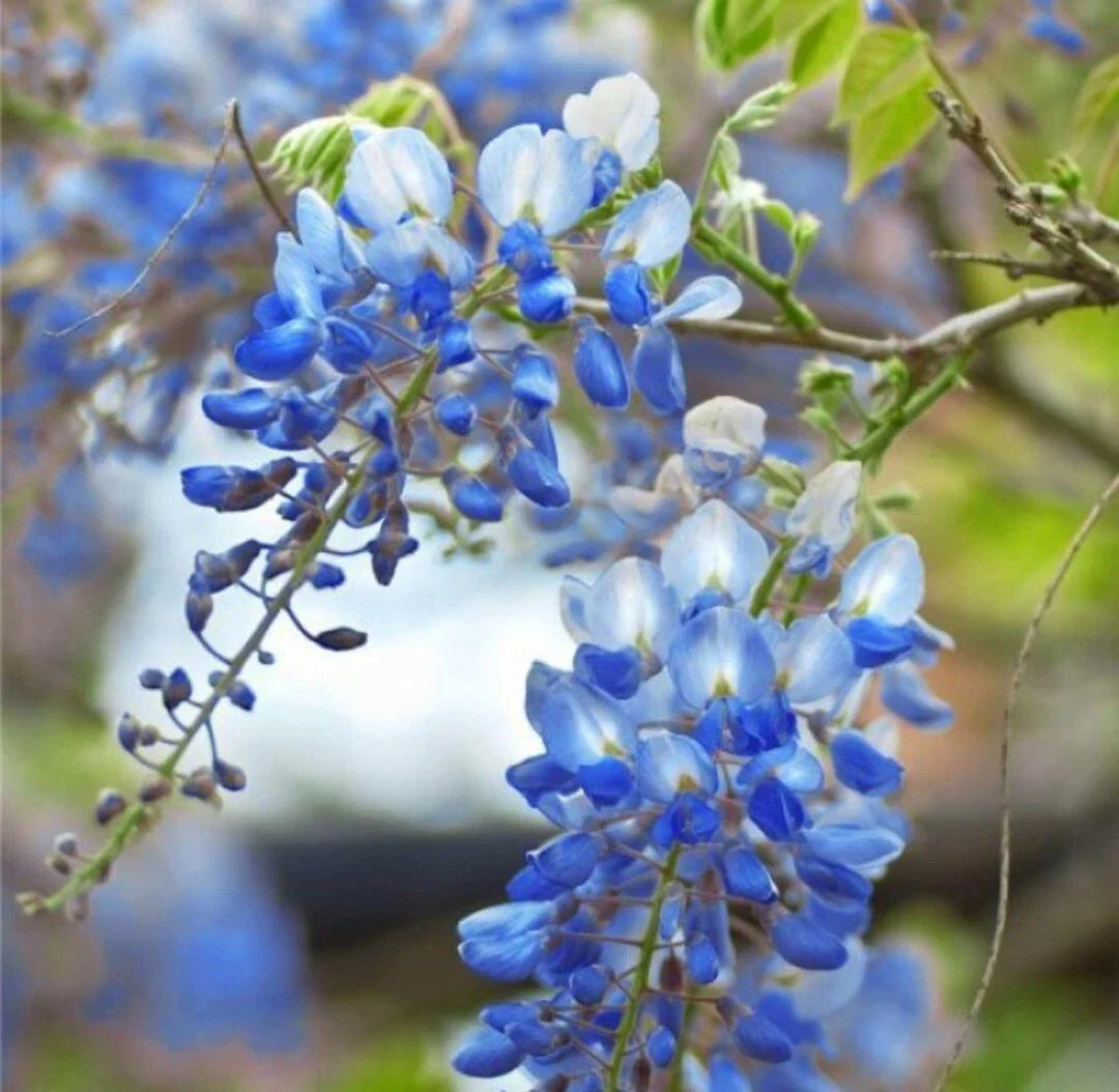 5 Wisteria Unrooted Cuttings 6-8" Blue Moon Wisteria sinensis - Fresh Vine Tree Cuttings for Propagation and Gardening