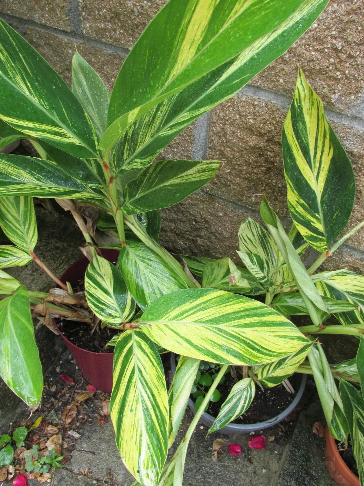 Variegated Ginger Rooted Cutting - Alpinia zerumbet - Tropical Houseplant with Striking Foliage - Easy Care Indoor/Outdoor Plant