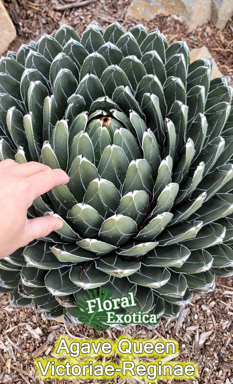 Queen Agave Starter Pup - Unique Succulent Plant, Agave victoria-reginae, Drought-Tolerant Indoor/Outdoor Decor