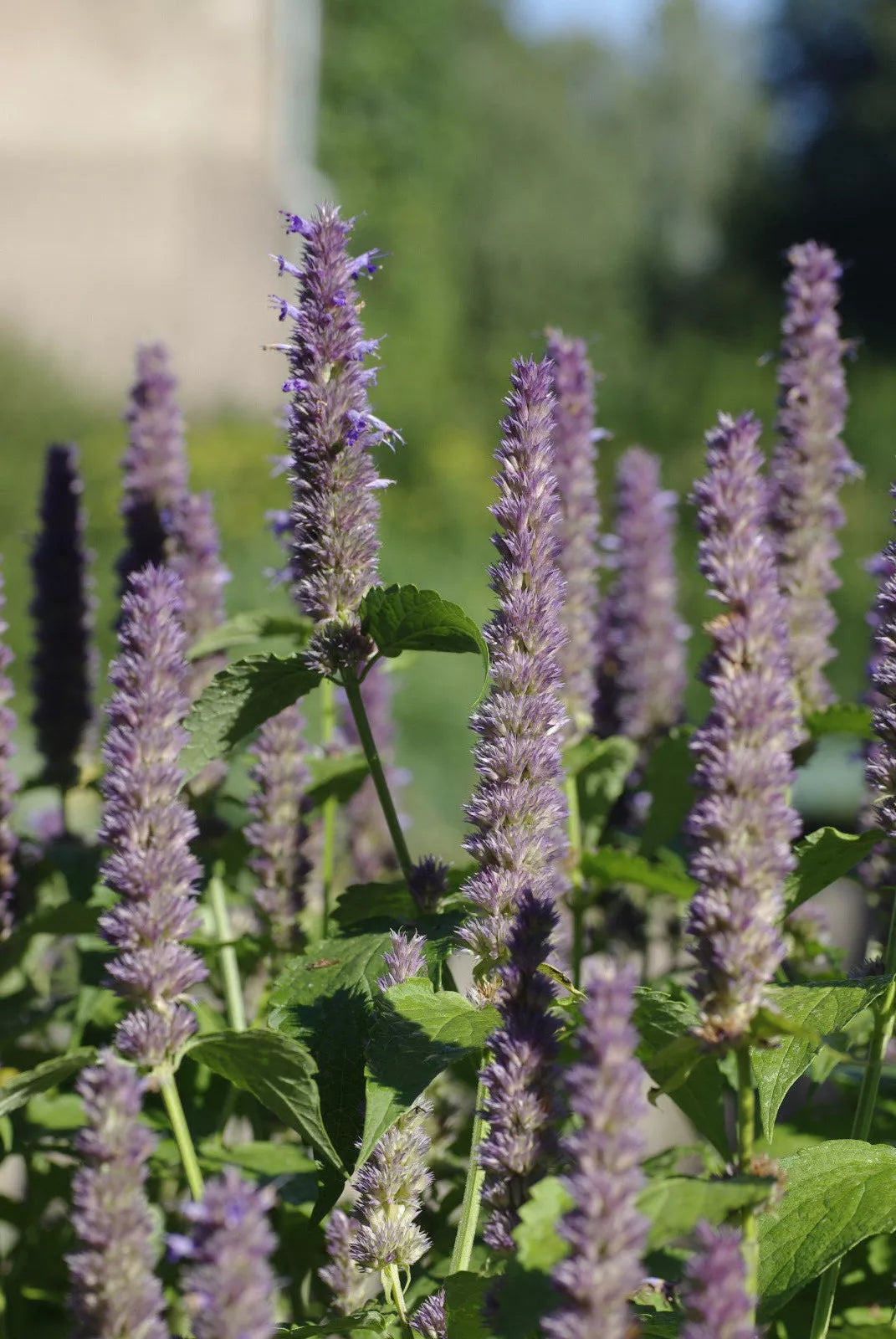 Anise Hyssop Seeds 640 Count - Licorice Scented Foliage - Agastache foeniculum - Culinary & Pollinator Friendly