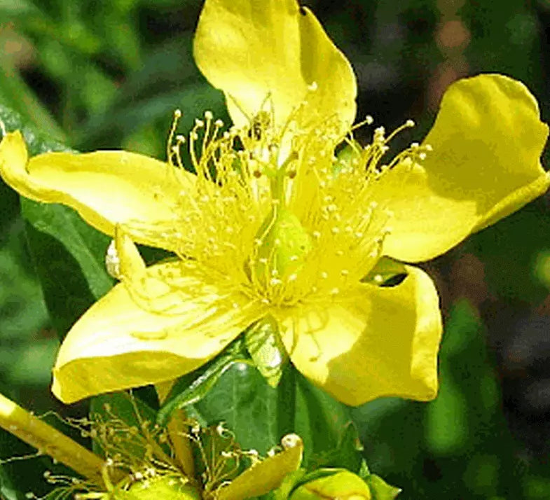 St John's Wort Seeds 500+ Count - Hypericum perforatum - Perennial Herb for Garden - Yellow Flowering Plant