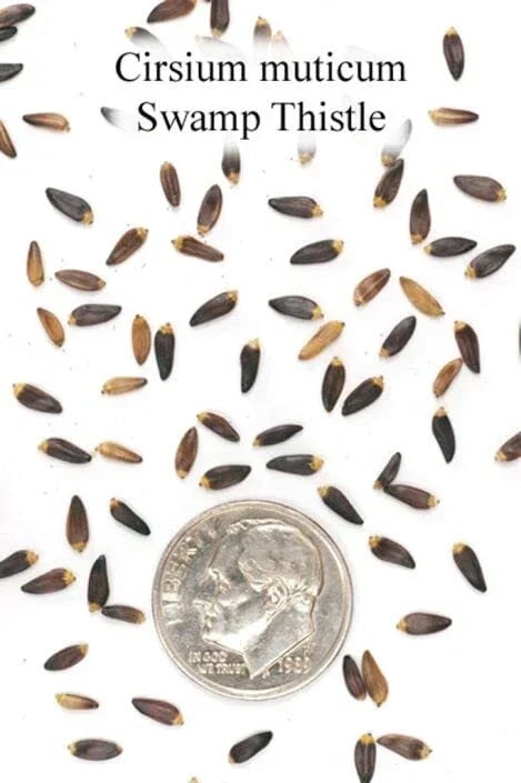 Swamp Thistle Seeds - 100 Count - Native Cirsium muticum - Purple Flowering Plant for Biodiversity & Pollinators