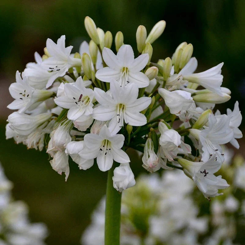 Agapanthus 'Galaxy White' Potted Plants - White Flowering Perennial Bulbs - Agapanthus africanus - Hardy Garden Plants