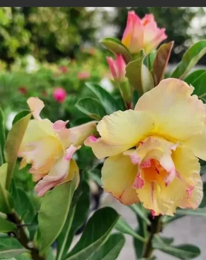 Desert Rose Seeds - 8 Seeds - Double Yellow & Pink Shades - Adenium obesum - Easy to Grow, Drought Resistant Flowers