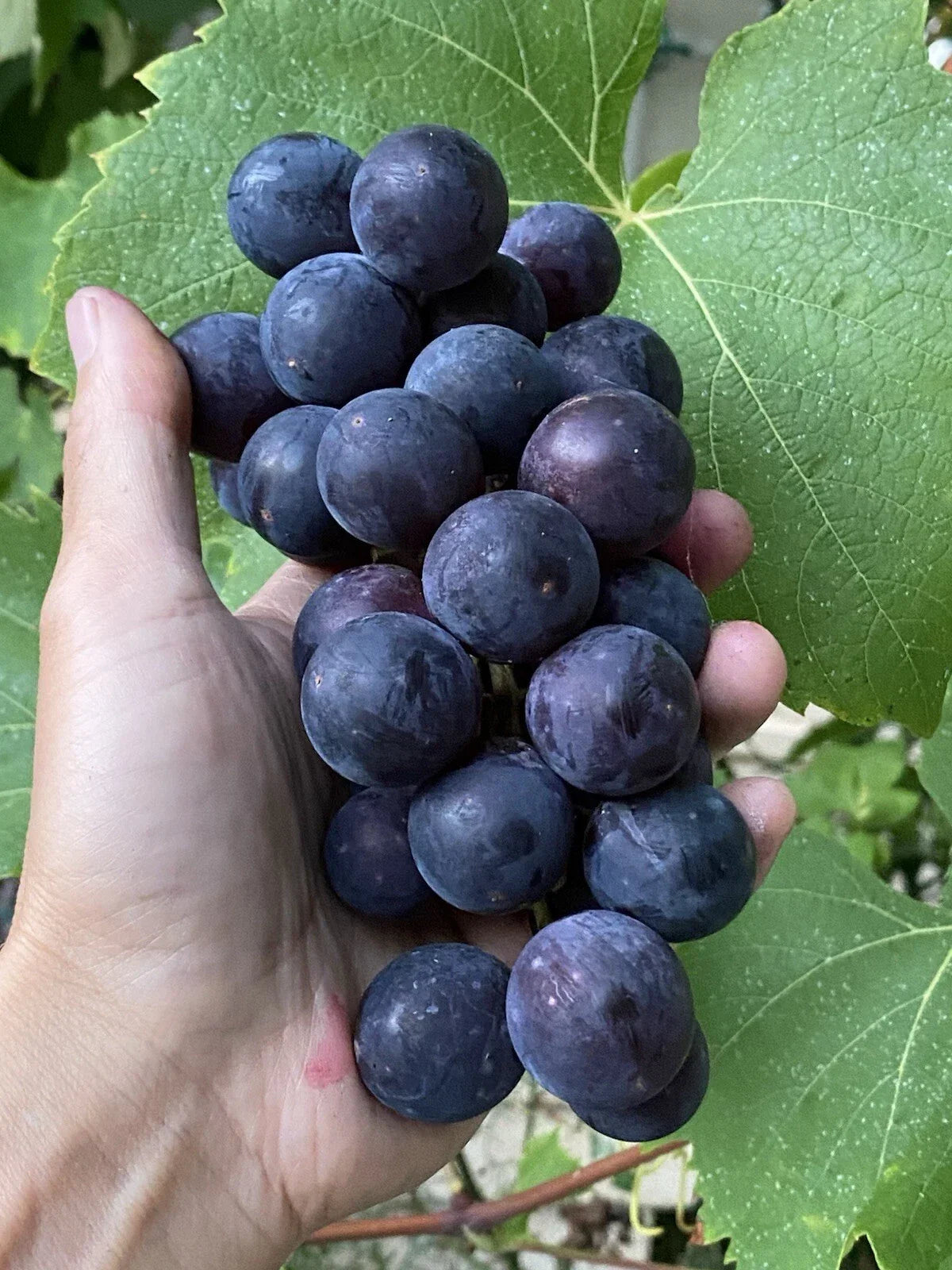 Everest Grape Cuttings - 4 Healthy 2-3 Node Cuttings for Grafting - Vitis vinifera 'Everest' - Ideal for Home Gardens