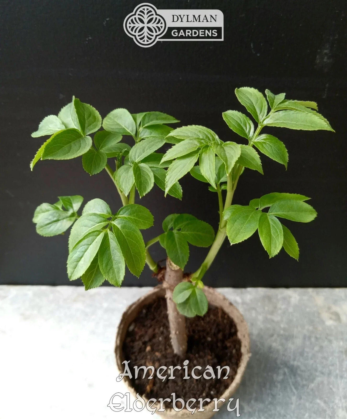 American Elderberry Plants - Live 4 to 6 Inch - Sambucus canadensis - Dormant Shipping October to March - Attracts Wildlife
