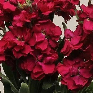 Stock Seeds - 500 Katz Ruby - Vibrant Red Blooms - Matthiola incana - Easy to Grow for Garden or Containers