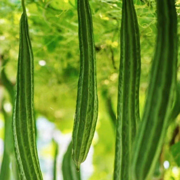 Angled Luffa Gourd Seeds - Packet of 20 - Ridged Asian Vegetable - Luffa acutangula - Perfect for Home Gardens and Containers
