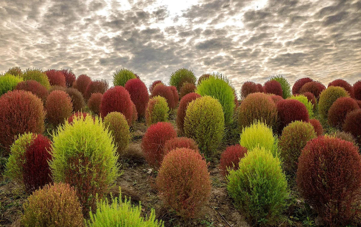 Kochia Seeds - 100 Count - Burning Bush, Summer Cypress - Kochia scoparia - Drought-Tolerant Annual for Colorful Gardens