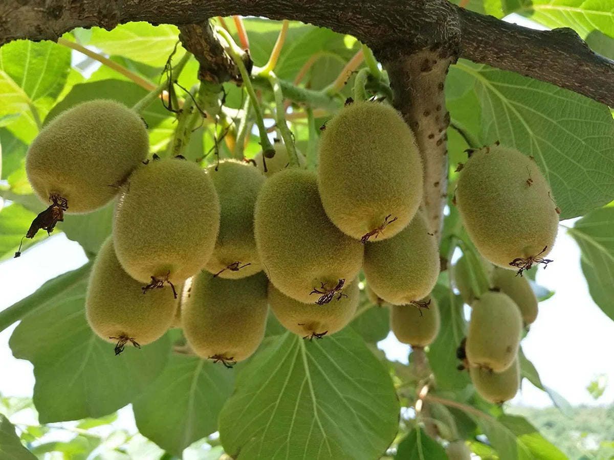 Bonsai Kiwi Tree Seeds 50 Pack Actinidia Chinensis Green Fruit Rare Variety for Home Garden