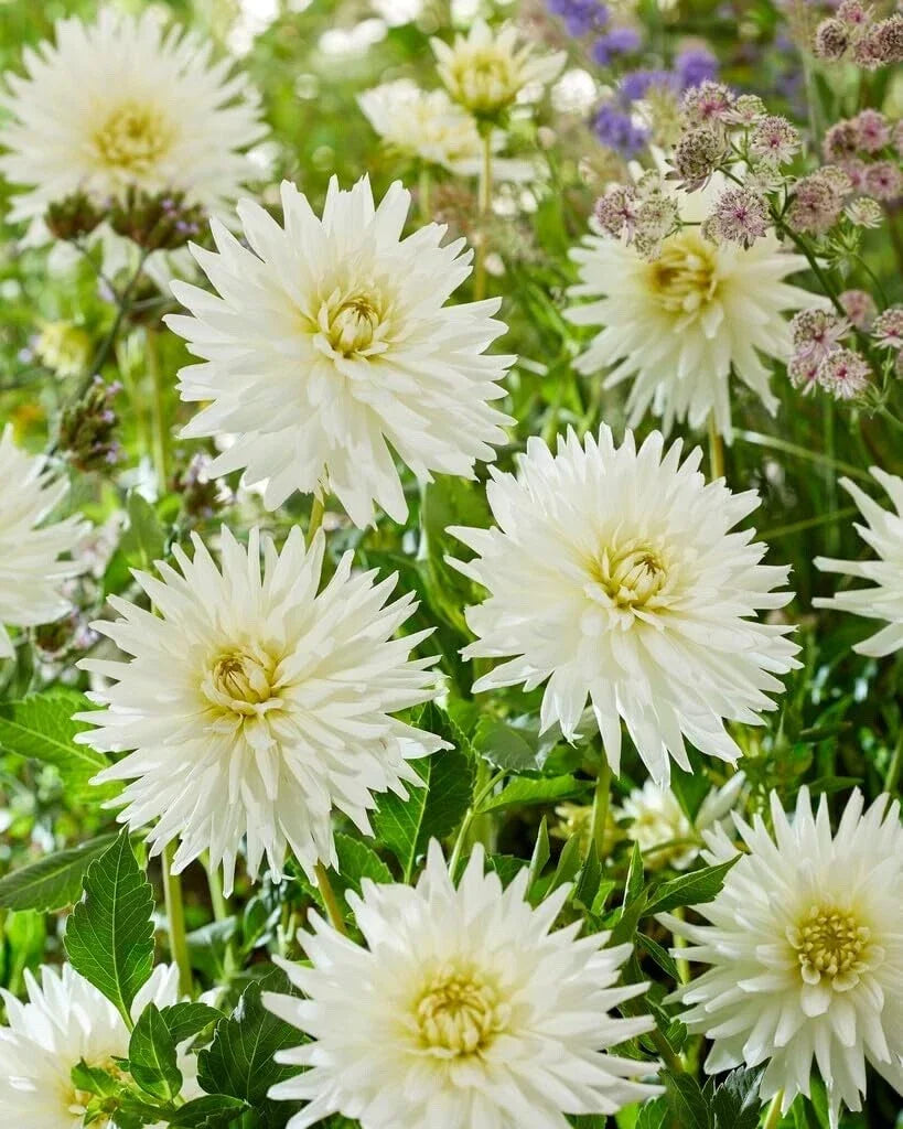 Dahlia Tubers for Planting - Large My Love Variety - Dahlia 'My Love' - Vibrant Blooms for Garden & Floral Arrangements