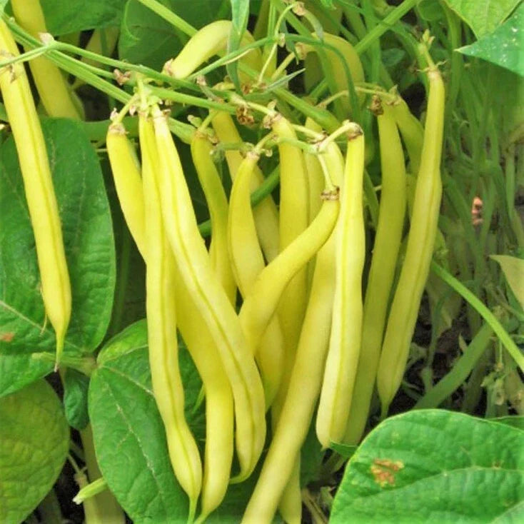 Kentucky Wonder Yellow Wax Bean Seeds | Pole Beans | Butter Golden Variety | Phaseolus vulgaris | 50 Seeds Packet
