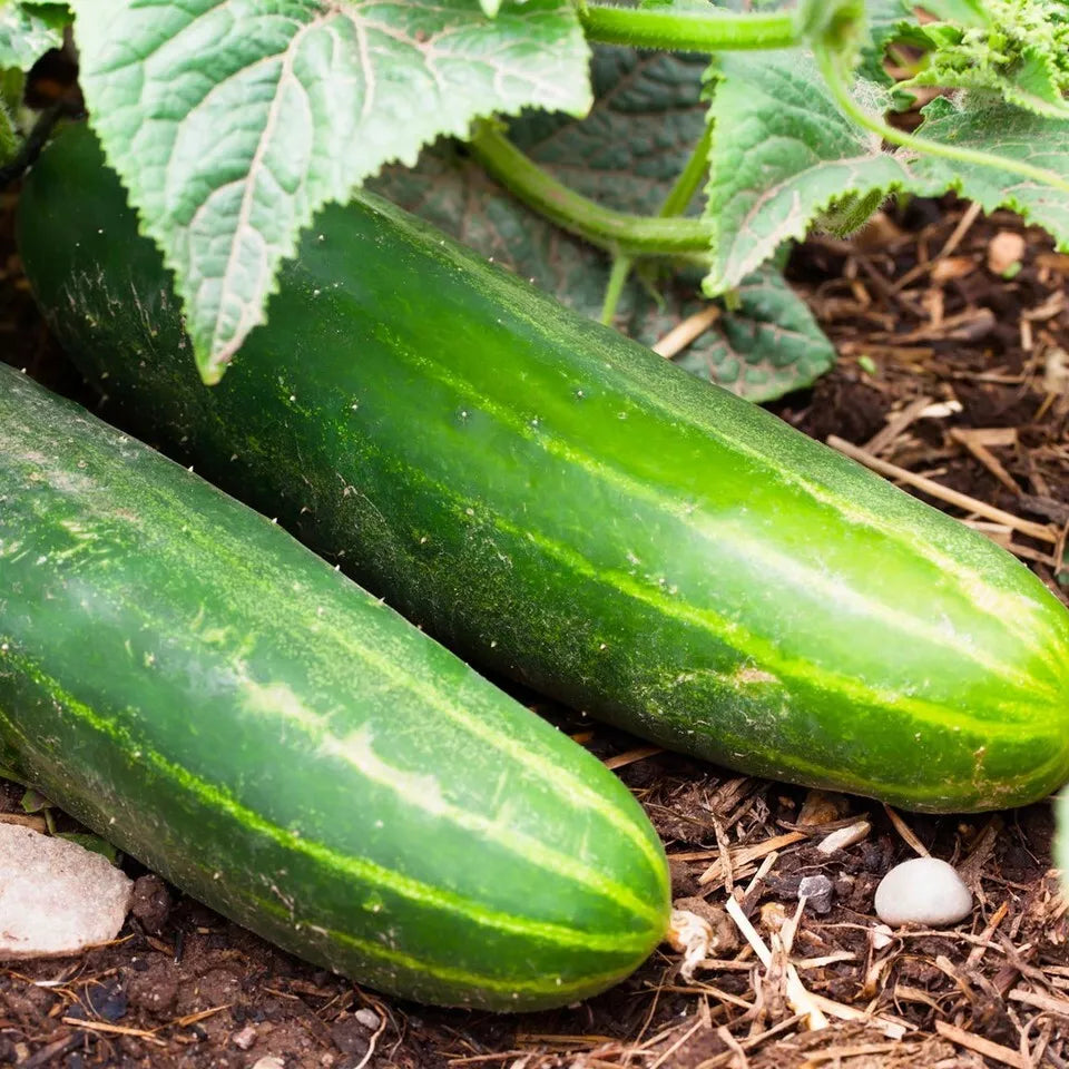 Ashley Long Cucumber Seeds - 50+ Pack - Heirloom, Organic, Non-GMO - Cucumis sativus for Home Gardeners and Salads