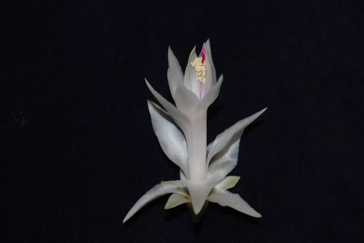 Christmas Cactus Starter Plant - Small Healthy Schlumbergera Truncata - Ideal for Indoor Decoration or Gifting