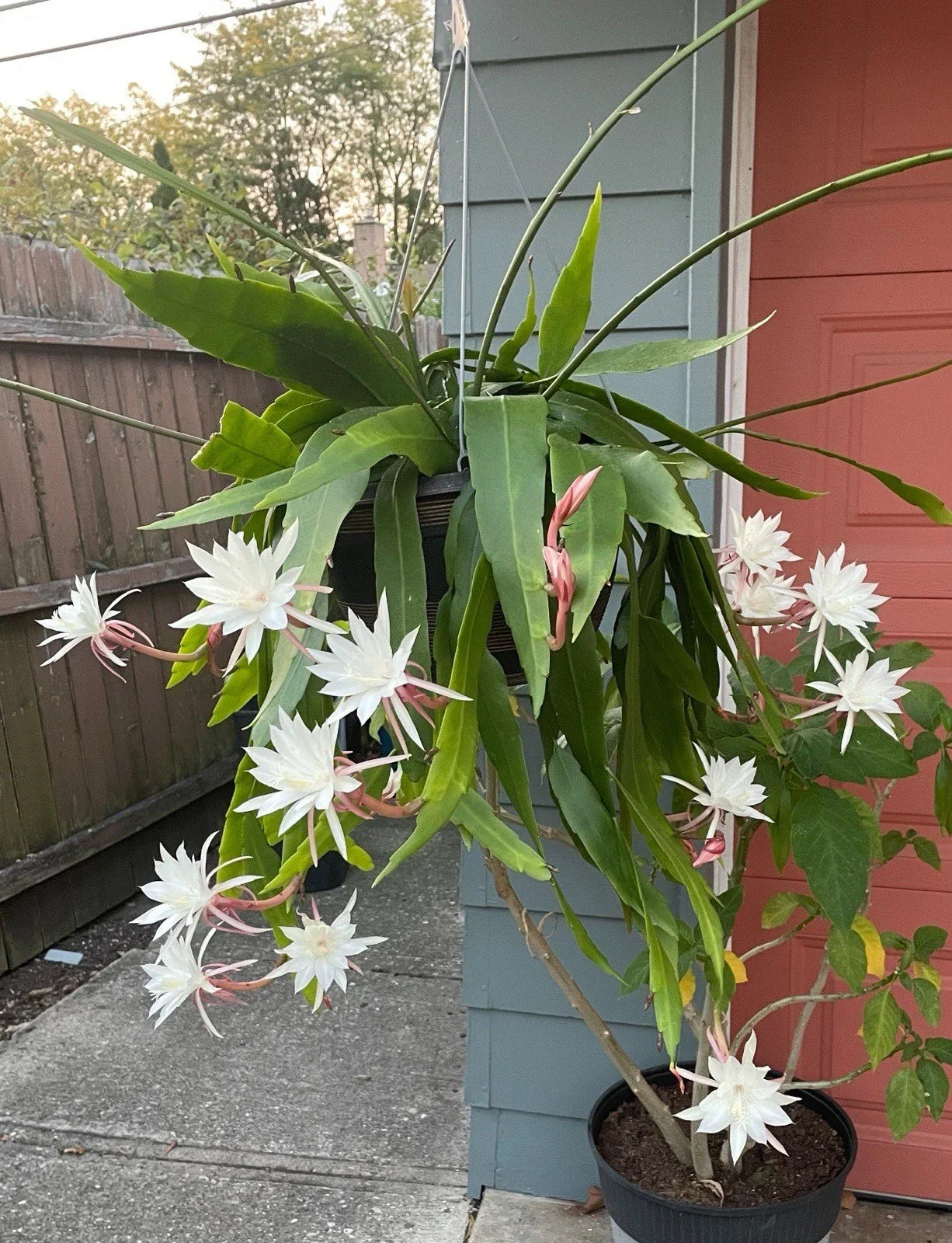 Queen of the Night Cactus Plant - White Flowers, Fragrant Blooms - Selenicereus grandiflorus - Potted or Seeds Available