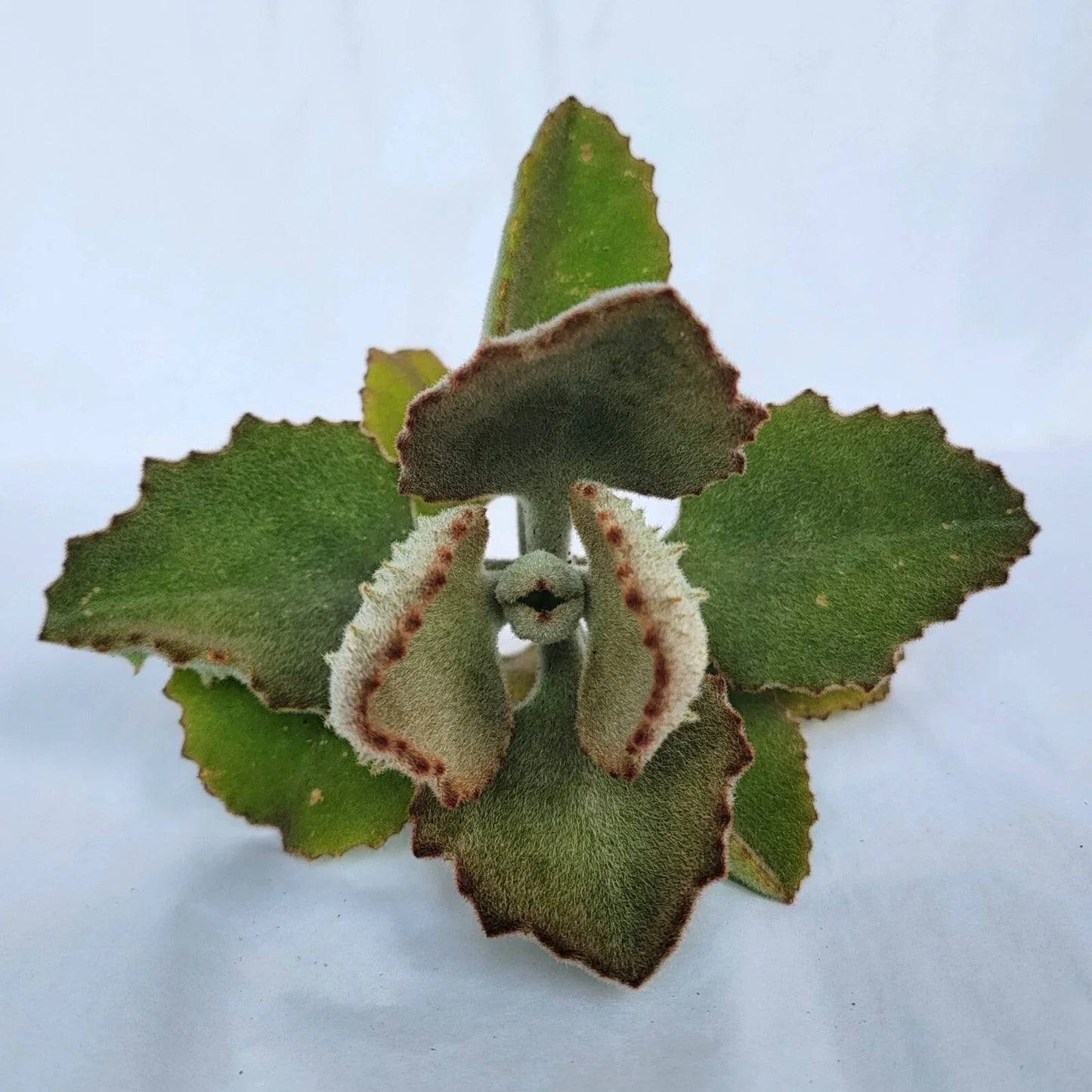 Kalanchoe Cutting - 'Fang' Variety - Kalanchoe beharensis - No Roots - Unique Succulent for Propagation