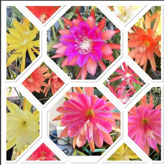Epiphyllum Cuttings - 5 Assorted Mixed Colors - Orchid Cactus Succulents - Ideal for Plant Lovers and Collectors