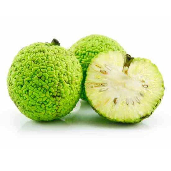 Osage Orange Seeds - 10 to 1000 Count - Hedge Apple Tree - Maclura pomifera - Unique Monkey Balls for Landscaping and Barriers