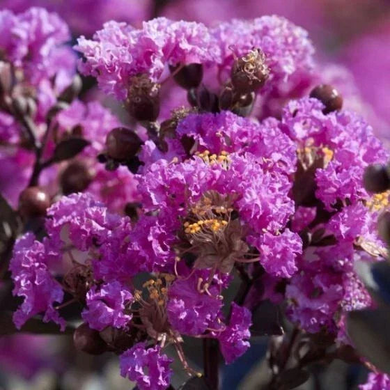 Purple Cape Myrtle Seeds - 20 Perennial Flower Seeds - Lagerstroemia indica - Purple Blooms - Attracts Pollinators - US Seller