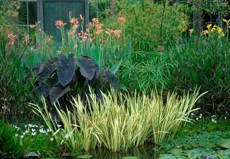 Live Aquatic Plant - Variegated Sweet Flag - Acorus calamus - Marginal Starter Plant for Ponds & Water Gardens