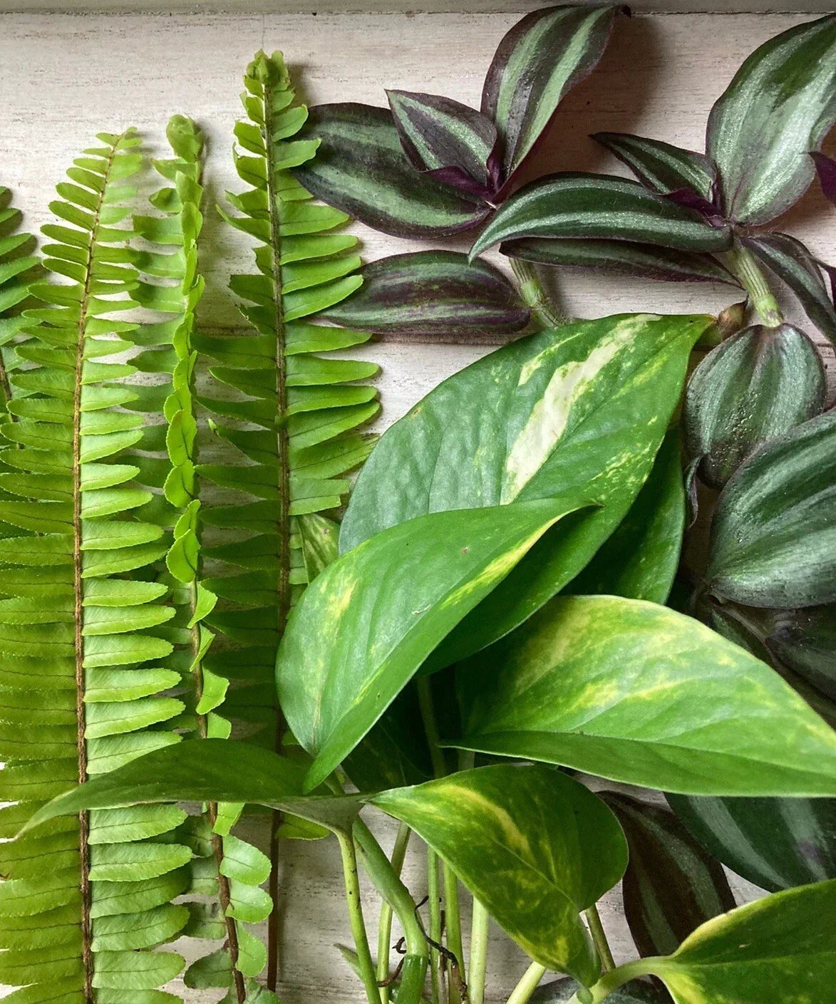 Live Plant Cuttings 15-Pack - Pothos, Ferns, Wandering Jew - Epipremnum aureum, Nephrolepis exaltata, Tradescantia zebrina