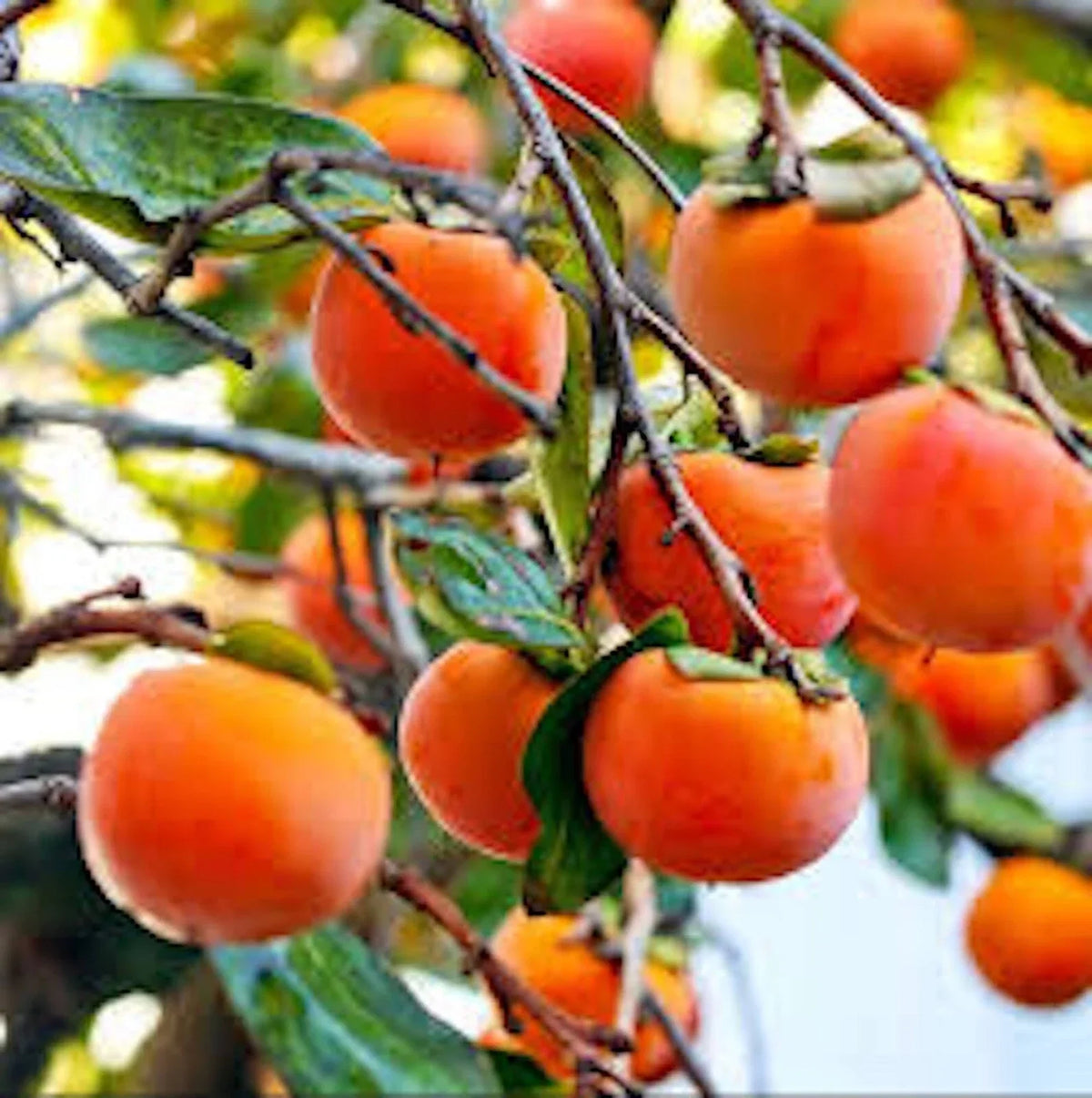 Live American Persimmon Tree 12-24in Diospyros virginiana Bare Root Deciduous Fruit Tree for Garden Orchard