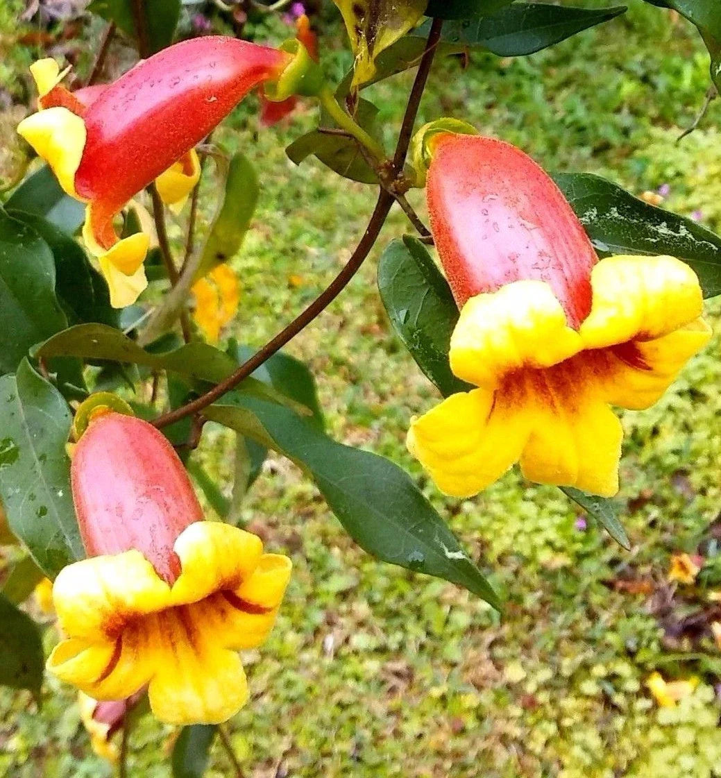 Live Plant - 4-Inch Tangerine Beauty Cross Vine - Bignonia Capreolata - Yellow Orange Flowers - Climbing Vine for Garden