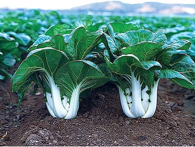 Joi Choi F1 Hybrid Pak Choi Seeds - 100 Seeds - Chinese Cabbage - Brassica rapa var. chinensis - Fast-Growing, Nutrient-Rich
