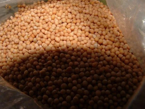 White Mustard Seed 4 Oz Non-GMO Sinapis Alba for Microgreens & Planting - Pure Variety, High Germination Rate