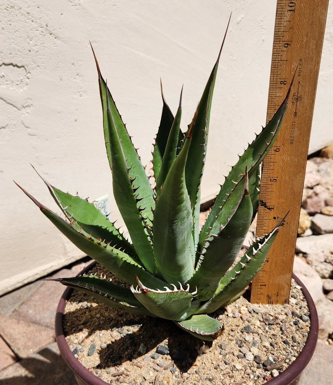 Agave Shawii Live Rooted Plant | 4-Inch Shaw's Agave | Blue-Green Succulent | Agave shawii for Indoor & Outdoor Gardens