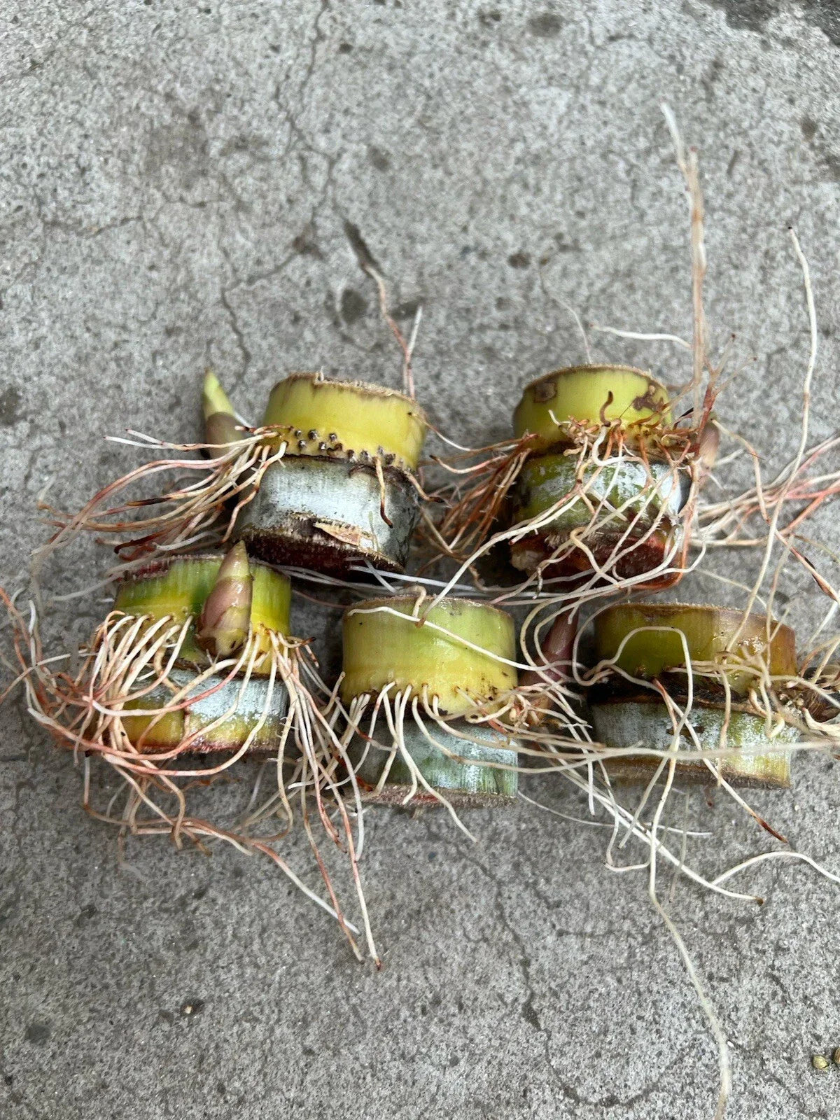 Rooted Sugarcane Cuttings - 5pcs Sweet Juicy - Saccharum officinarum - Ready to Plant for Home Gardens
