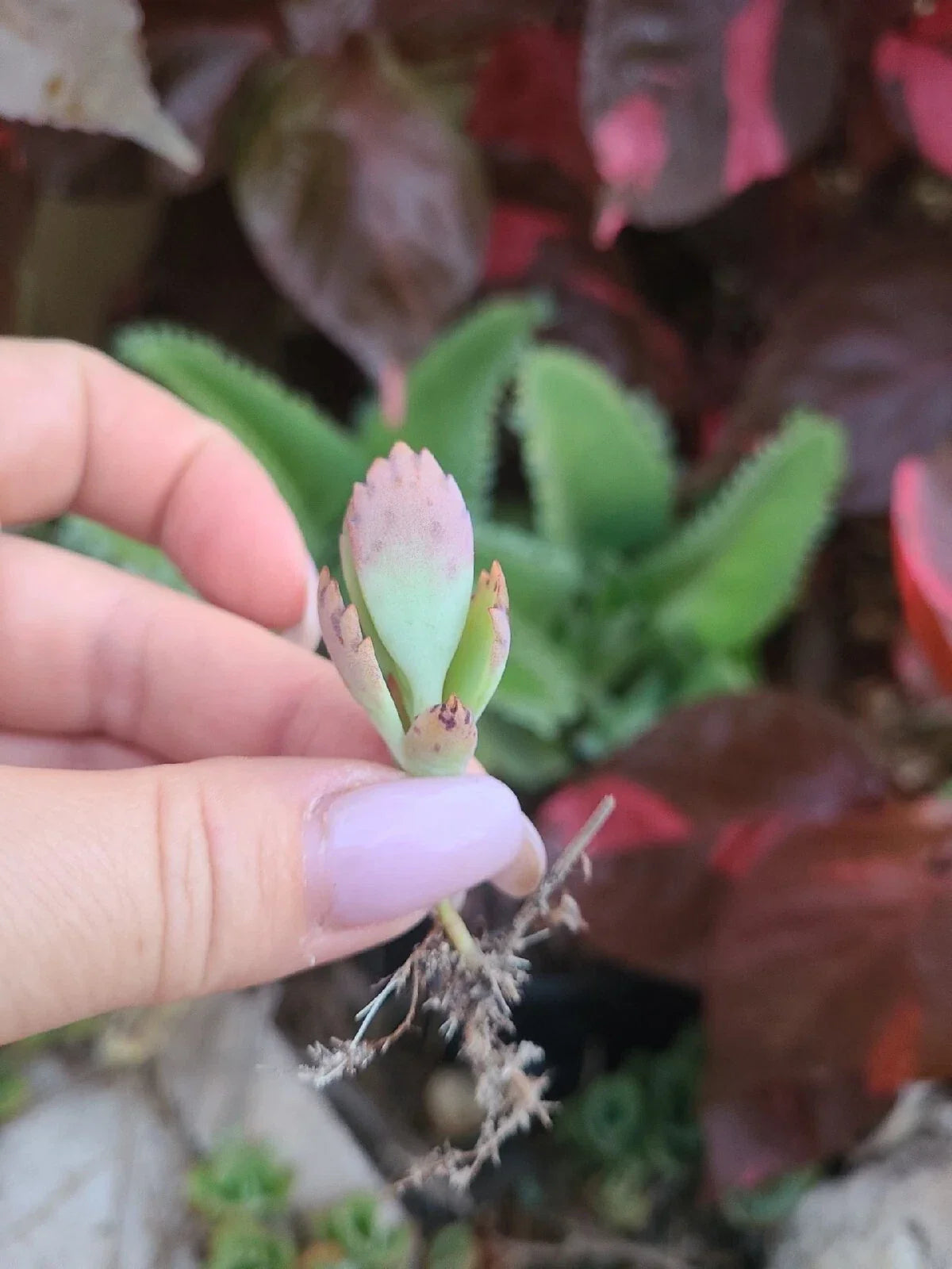 Mother of Thousands Kalanchoe Succulent 5 Pack - Mexican Hat Plant - Kalanchoe daigremontiana - Easy Care Indoor/Outdoor Plant