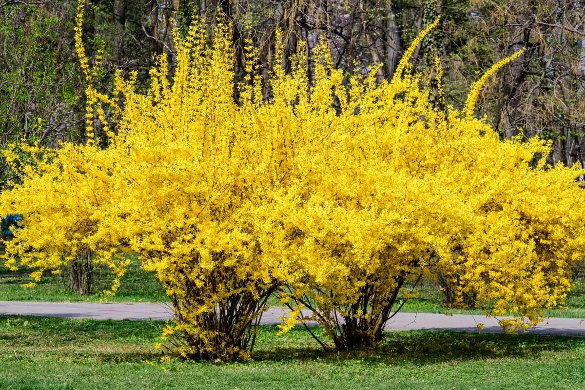 Weeping Forsythia Seeds - 50 Seeds - Forsythia suspensa - Fast-Growing Ornamental Shrub for Gardens