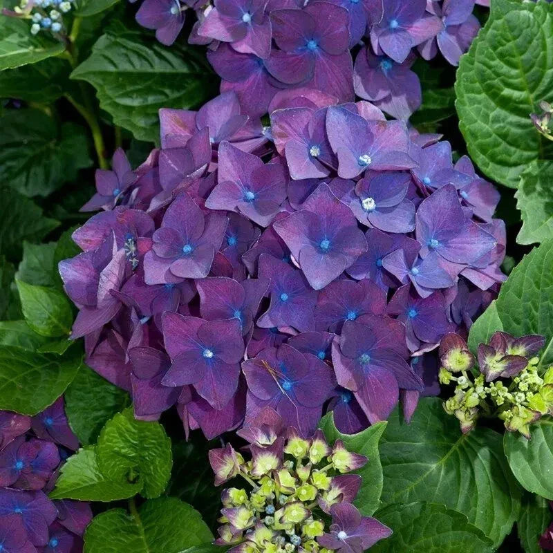 Heirloom Purple Hydrangea Cuttings - 6" Fresh Live Cuttings - Hydrangea macrophylla - Vibrant Purple Blooms for Garden