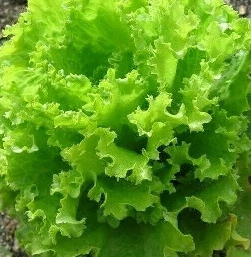 Salad Bowl Lettuce Seeds - 1000+ Non-GMO Organic Leafy Greens - Lactuca sativa - Fast-Growing Culinary Garden Variety