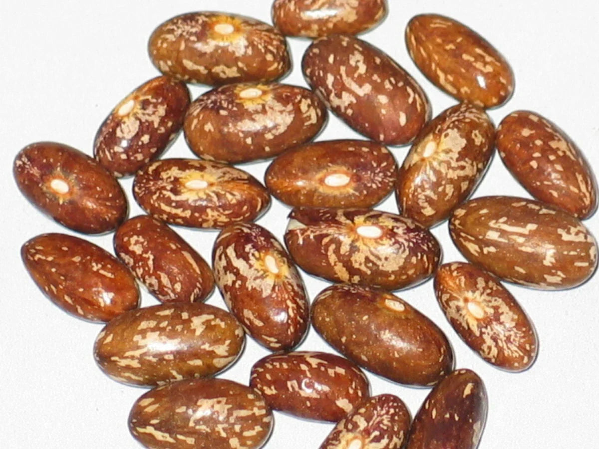 Topcrop Bush Bean Seeds 250+ - Heirloom Non-GMO Vegetable Seeds - Phaseolus vulgaris - High-Yielding for Home Gardening