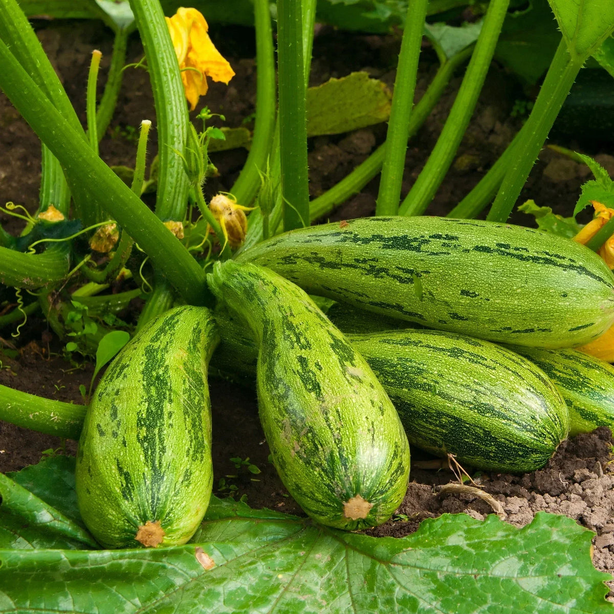 Caserta Zucchini Squash Seeds 15 Ct Non-GMO Cucurbita Pepo Summer Vegetable for Home Gardening