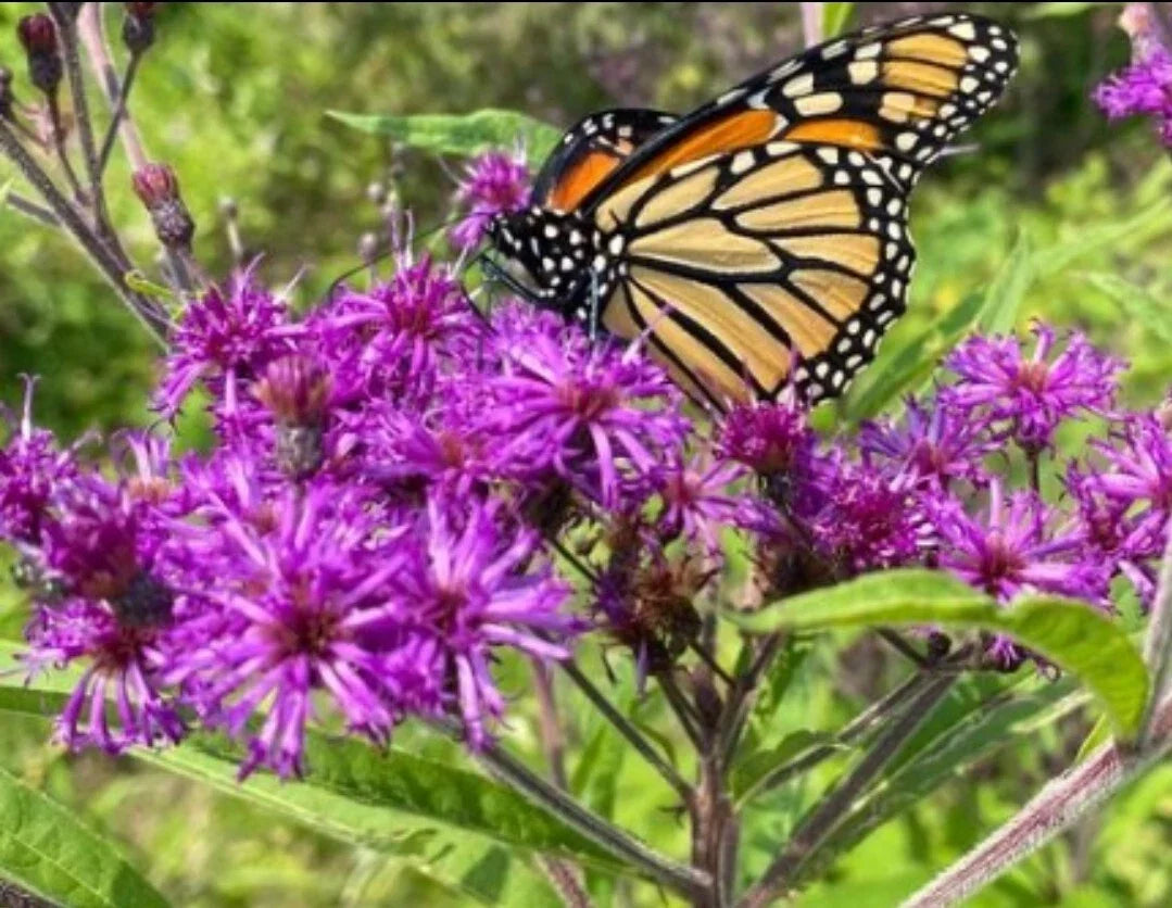 Baldwin's Ironweed Seeds - 50+ Organic Seeds for Pollinators, Purple Flowers, Vernonia baldwinii