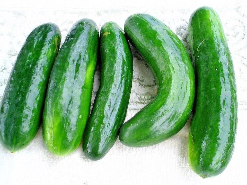 Muncher Cucumber Seeds - 100+ Organic Heirloom Non-GMO - Cucumis sativus - Perfect for Home Gardens and Containers