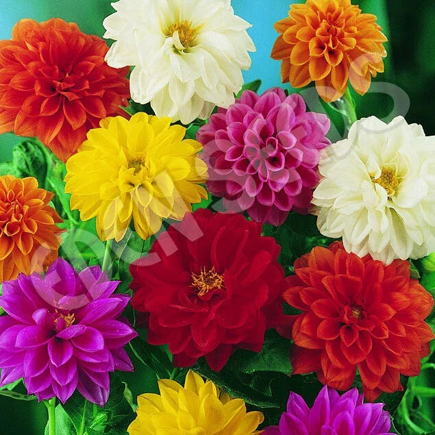 Bedding Dahlia Seeds | 50 Seeds | Non-GMO Unwins Variety | Dahlia pinnata | Vibrant Flower Seeds for Garden