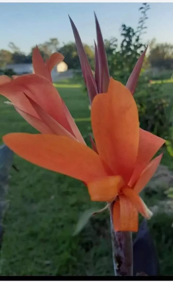 Orange Canna Lily Bulbs 3 Count, Dark Foliage, Canna indica - Vibrant Flowers for Gardens and Landscapes