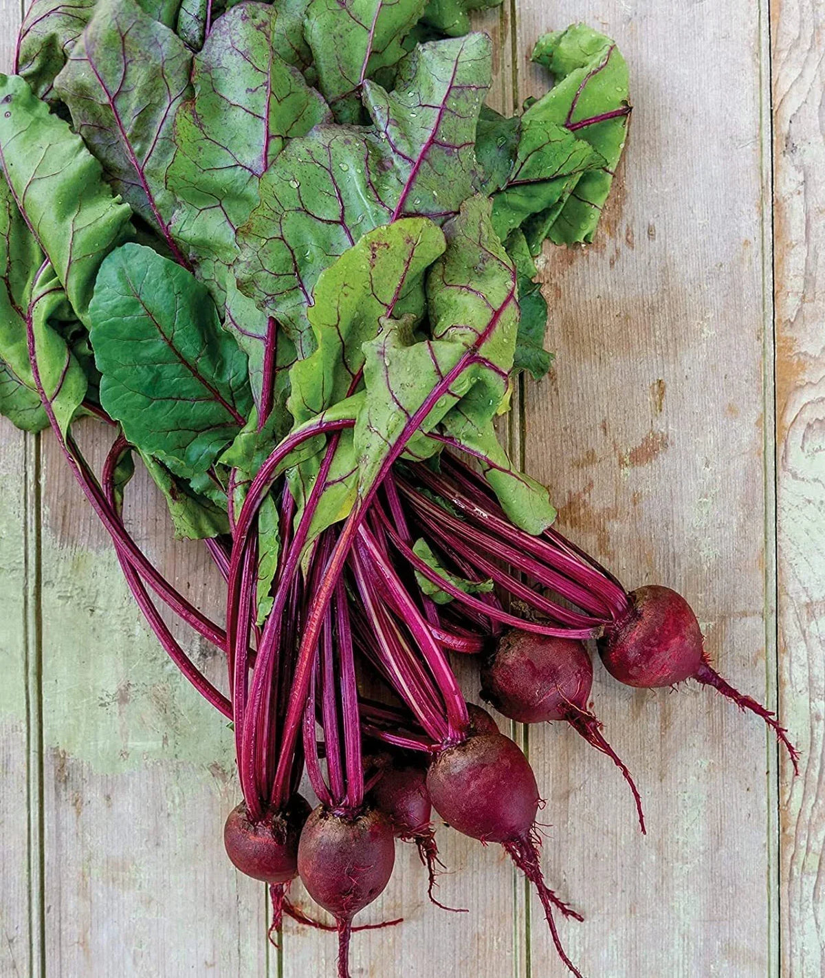Detroit Dark Red Beet Seeds - Medium Top Variety - Non-GMO Heirloom - Beta vulgaris - 100 Seeds - Made in USA, Ships from Iowa