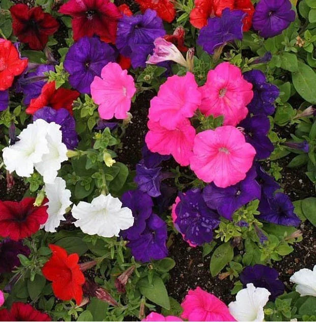 Petunia Seeds Dwarf Mix 2000 Seeds Multi-Color Compact Containers Petunia × hybrida for Flower Garden Spring